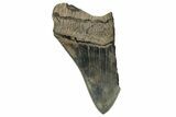 Partial Fossil Megalodon Tooth - Serrated Blade #338845-1